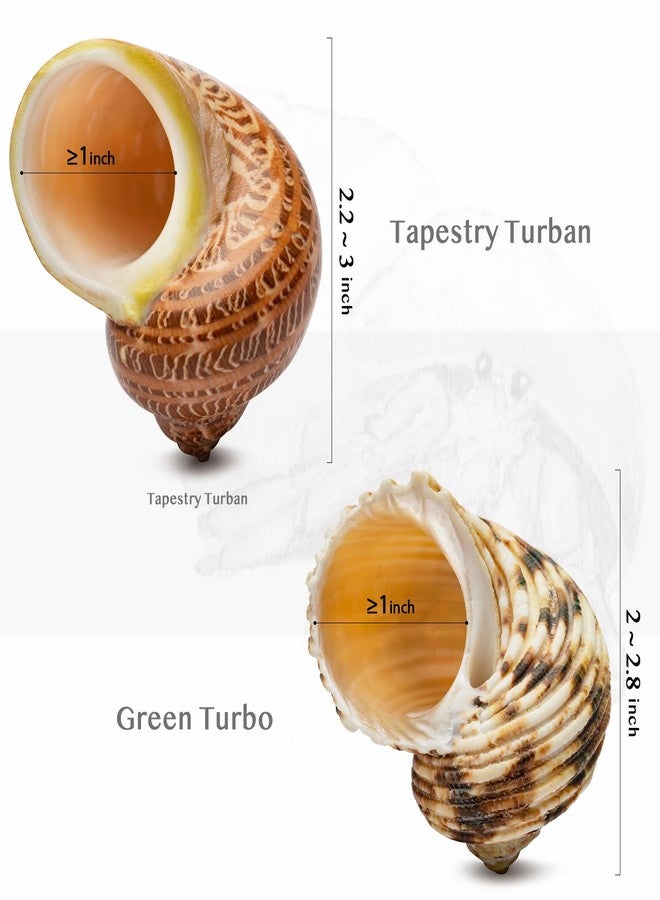 VOBRAMY Natural Hermit Crab Shells 4PCS (2 Types) | Opening Size Approximately 1", Seashell Size: 2"-3" | Good for Medium to Large Crabs | Hermit Crab Tank for Décor | No Paint or Dye - Image 3
